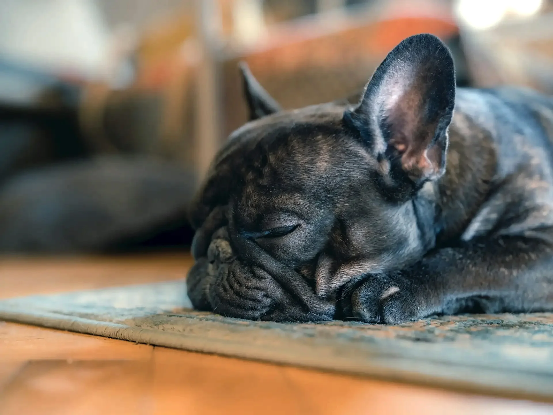 穏やかに眠るフレンチブルドッグ