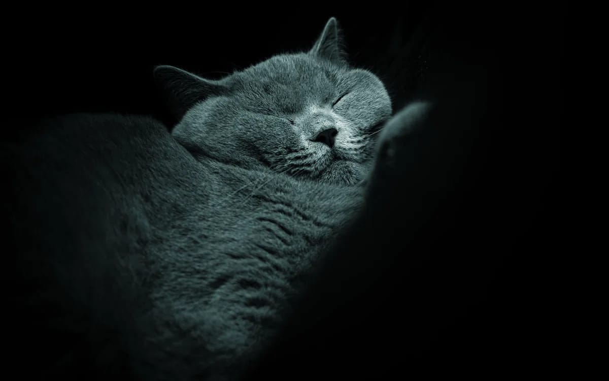 穏やかに眠る猫