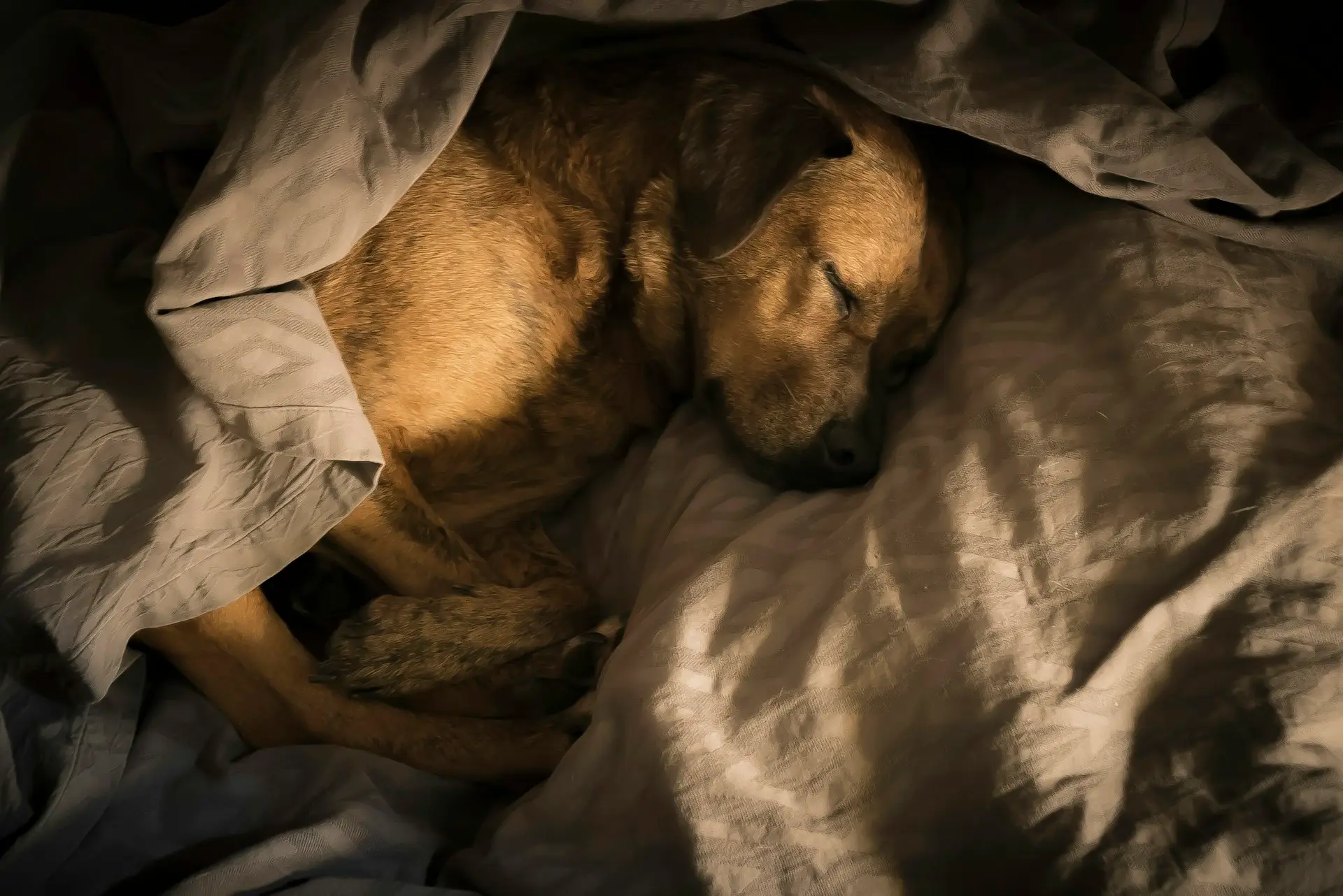 ブランケットに包まれた犬